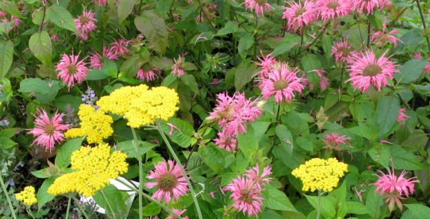 Rosa och gult.jpg 9.09.2013