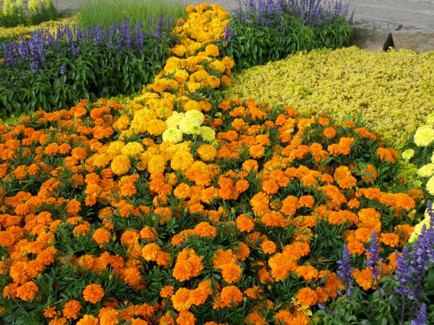 Orange tagetes