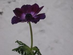 Anemon, detalj 18.1.2014