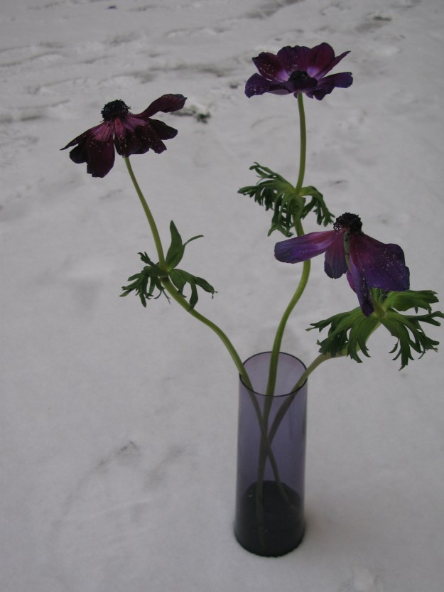Anemoner i vas. 17.1.2014. jpg