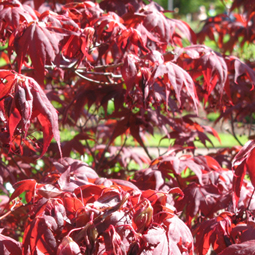Acer palamatum Shojo  beskuren