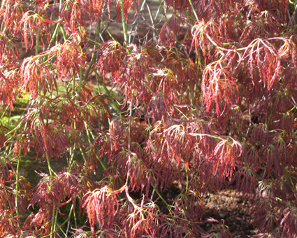 Acer palmatum 2014-05-04 beskuren