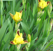 Iris pumila 'Glaming Gold'