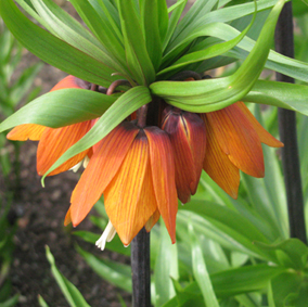 Kejsarkrona 24.4.2014