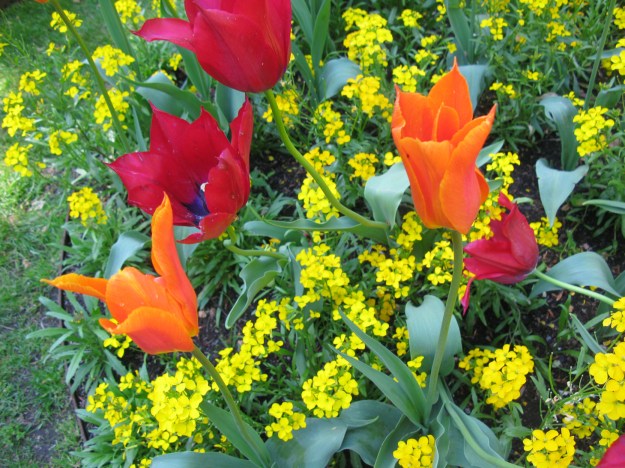 Varma färger Trädgårdsför.