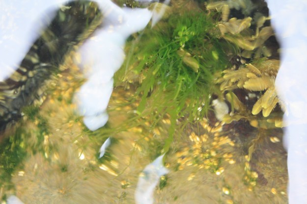 Tång och grönalger