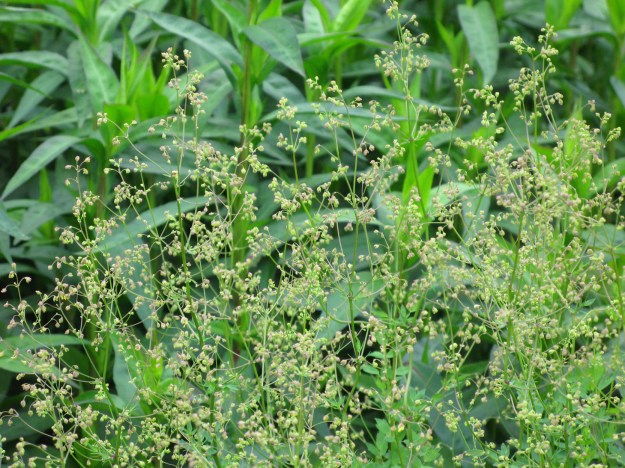 Transparens. Thalictrum jpg