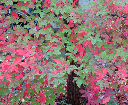 2014-11-07 Rödgrönt