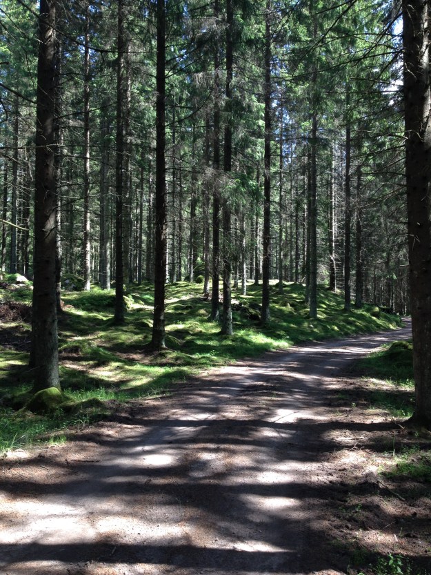 Stenkullen, skog 2015