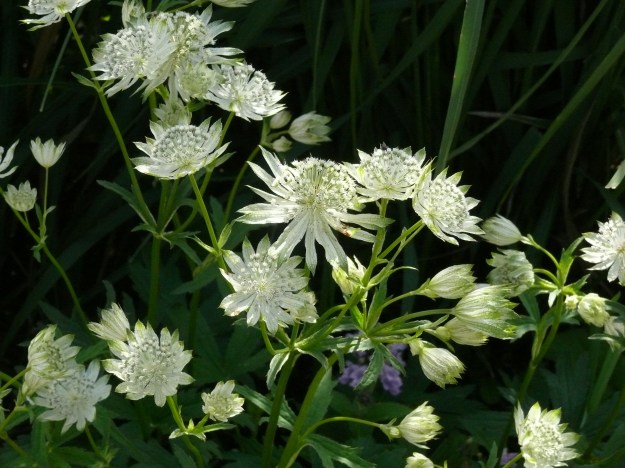 Astrntia Jonas Benhgtsson