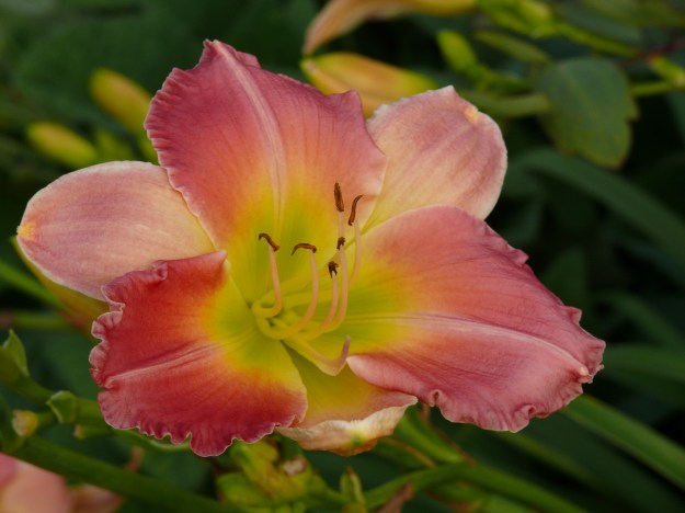 Fig. 2. Hemerocallis Final Touch