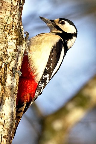 321px-hackspettshona