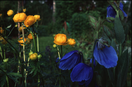 meconopsis-grandis-trollius